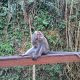 monkey forest ubud 80x80 - REVIEW - Villa Shamballa Ubud (Bali)