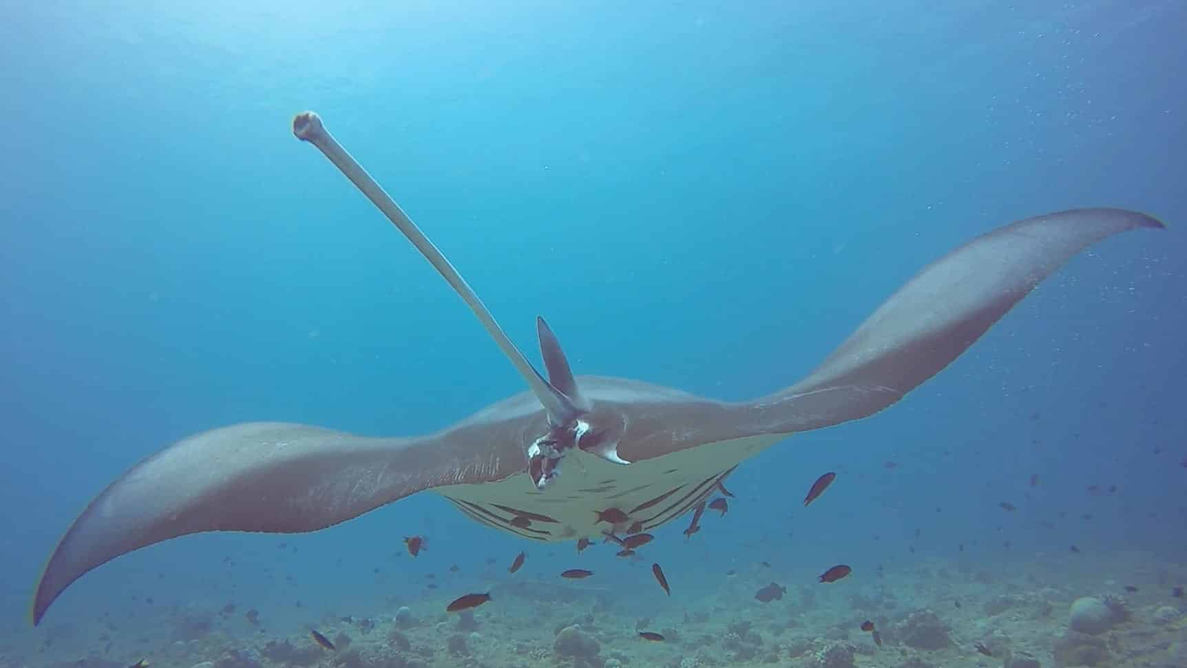 manta ray maldives