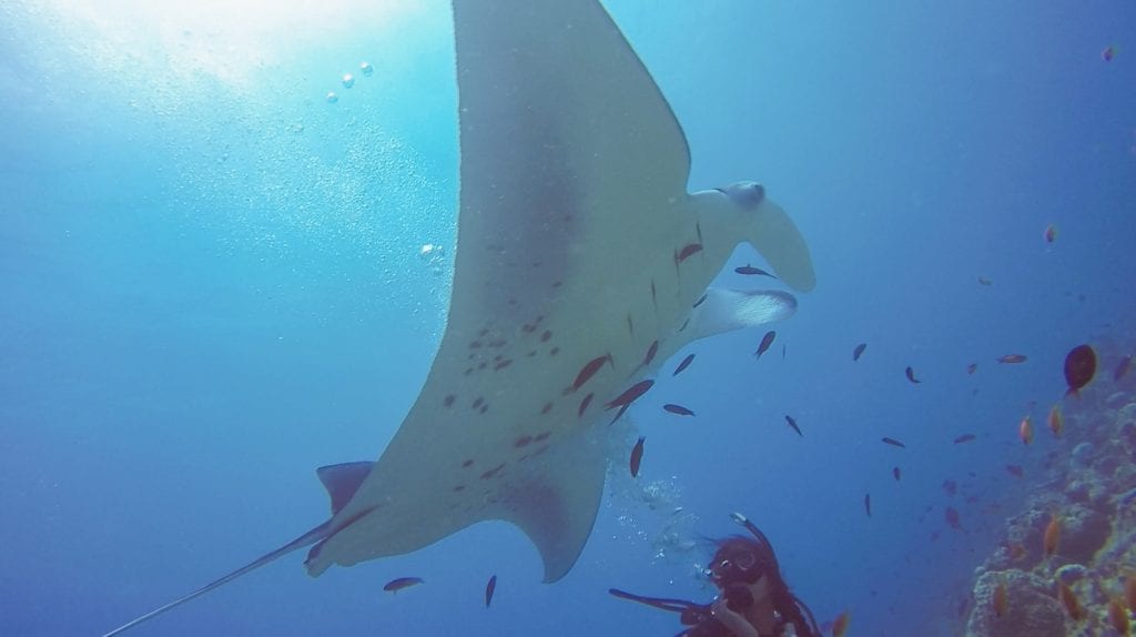 Diving 17 1024x574 - The Spectacular Diving and Snorkelling at the Conrad Maldives