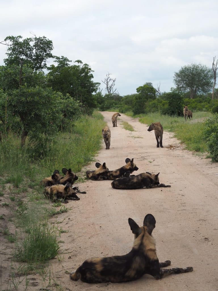 silvan 128 768x1024 - REVIEW - Silvan Safari (Sabi Sands, SA)