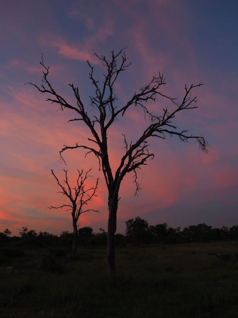 silvan 192 768x1024 - REVIEW - Silvan Safari (Sabi Sands, SA)