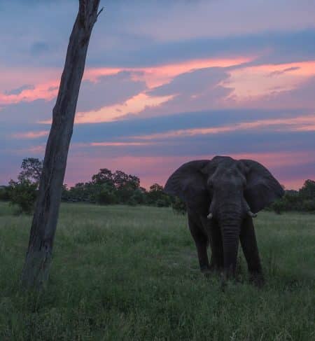 silvan 196 450x487 - REVIEW - Silvan Safari (Sabi Sands, SA)