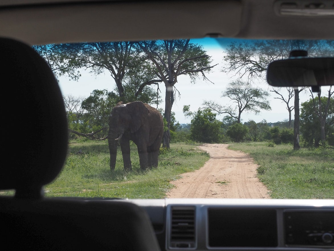 silvan 2 - REVIEW - Silvan Safari (Sabi Sands, SA)