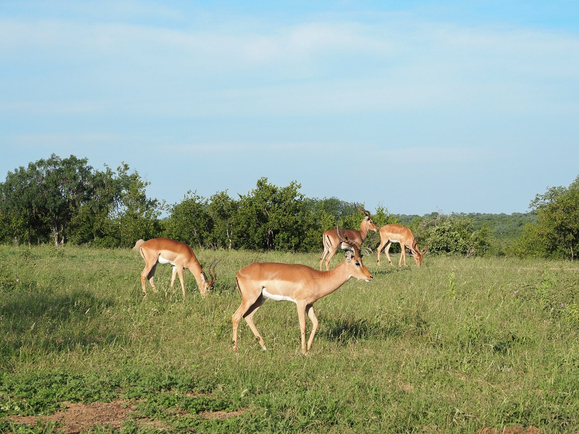 silvan 92 - REVIEW - Silvan Safari (Sabi Sands, SA)