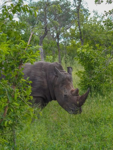 silvan 97 450x600 - REVIEW - Silvan Safari (Sabi Sands, SA)