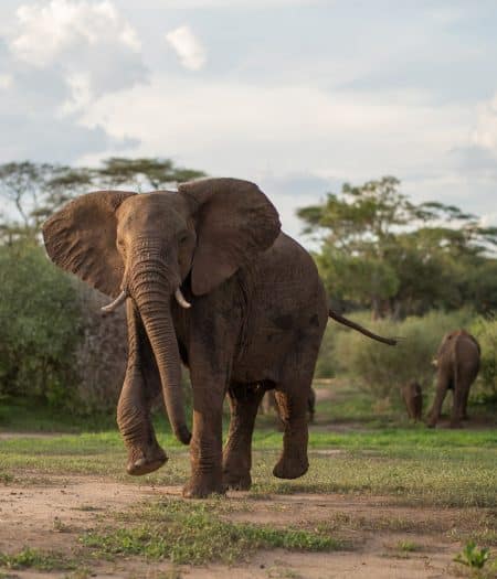 Matetsi 157 450x525 - REVIEW - Matetsi Victoria Falls (Zimbabwe)