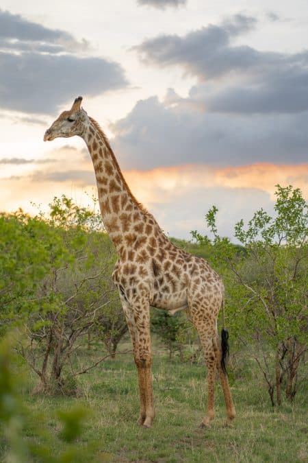 Matetsi 167 450x675 - REVIEW - Matetsi Victoria Falls (Zimbabwe)