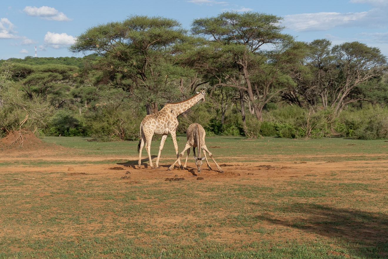 Matetsi 71 - REVIEW - Matetsi Victoria Falls (Zimbabwe)