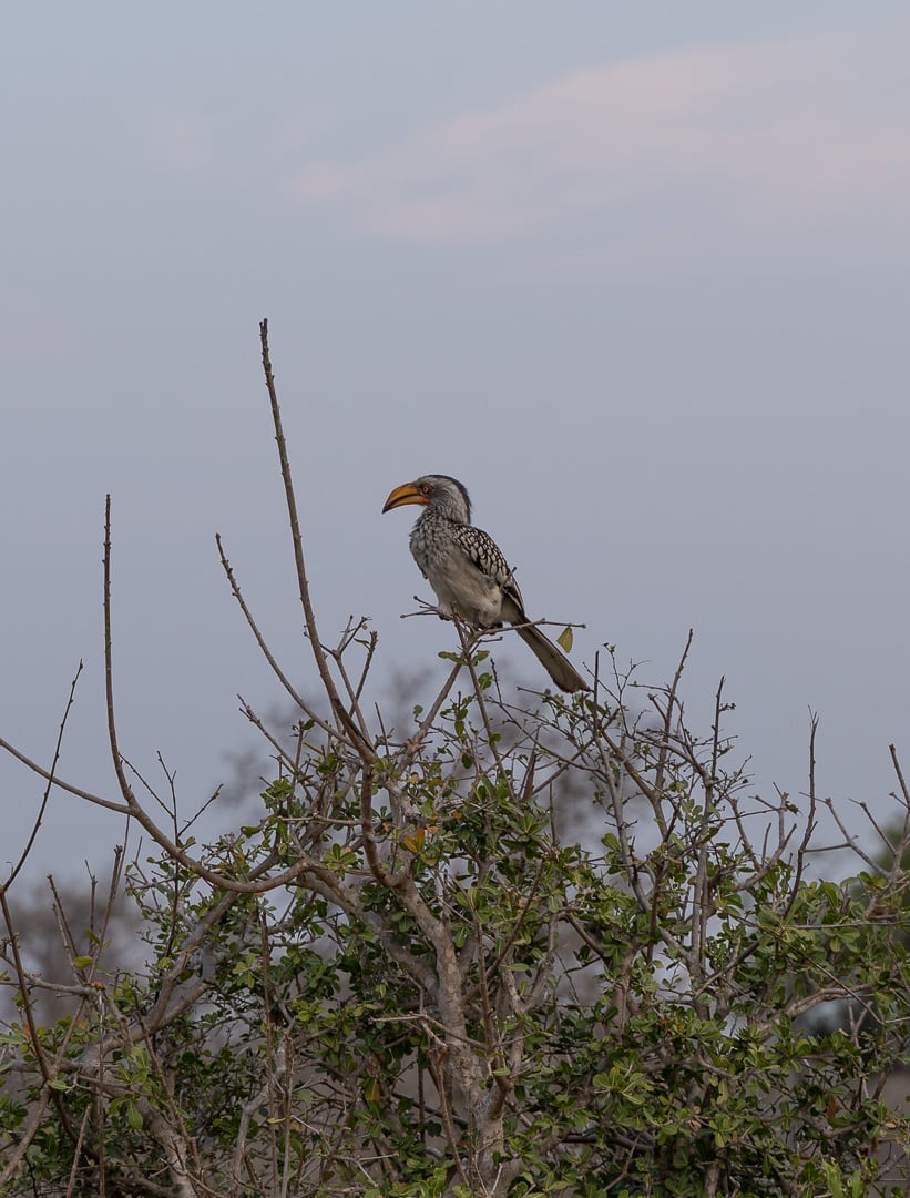 Sabi Sabi Earth Lodge 141 - REVIEW - Sabi Sabi Earth Lodge (South Africa)