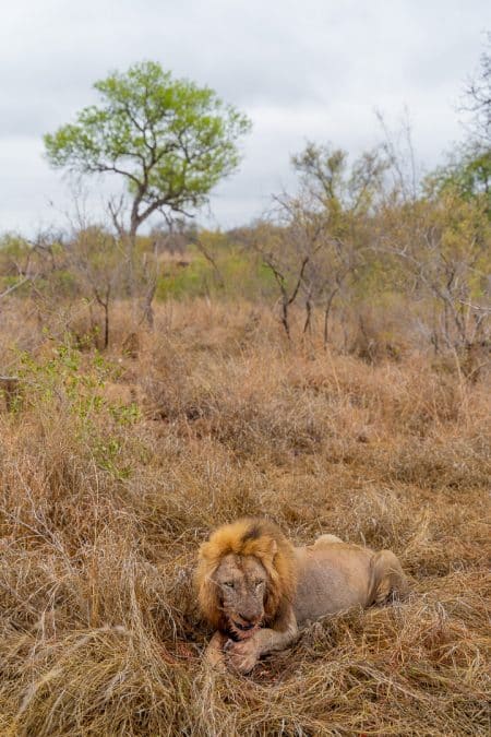 Sabi Sabi Earth Lodge 142 450x675 - REVIEW - Sabi Sabi Earth Lodge (South Africa)