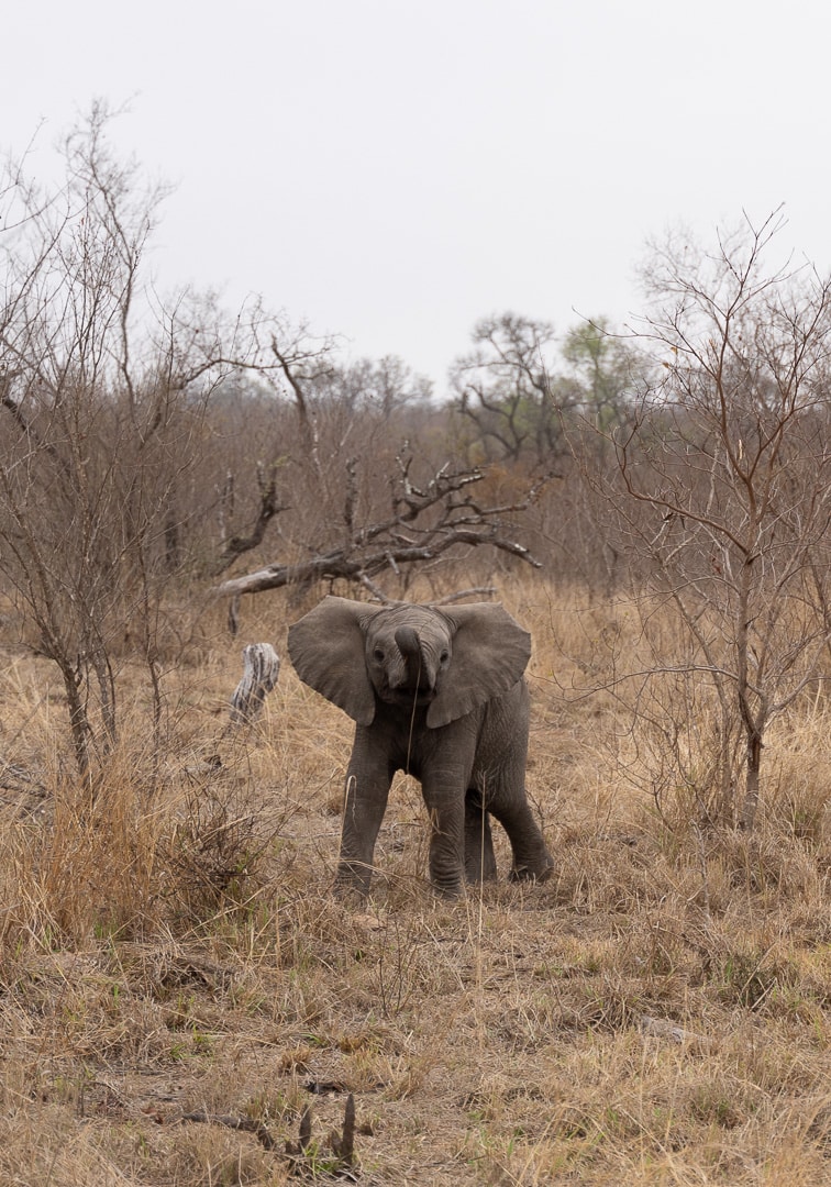 Sabi Sabi Earth Lodge 152 - REVIEW - Sabi Sabi Earth Lodge (South Africa)