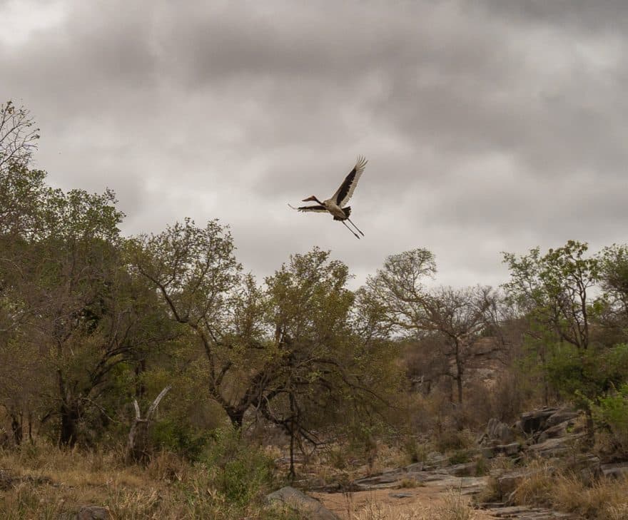 Sabi Sabi Earth Lodge 166 880x729 - REVIEW - Sabi Sabi Earth Lodge (South Africa)