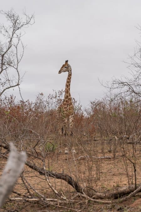 Sabi Sabi Earth Lodge 170 450x675 - REVIEW - Sabi Sabi Earth Lodge (South Africa)