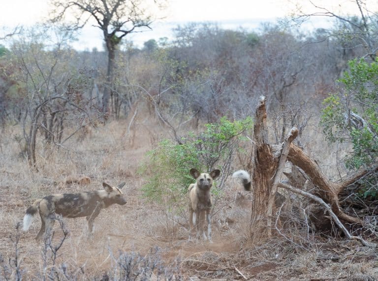 Sabi Sabi Earth Lodge 174 768x572 - REVIEW - Sabi Sabi Earth Lodge (South Africa)