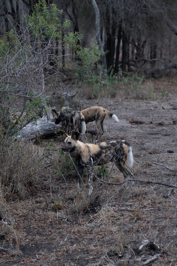 Sabi Sabi Earth Lodge 176 - REVIEW - Sabi Sabi Earth Lodge (South Africa)