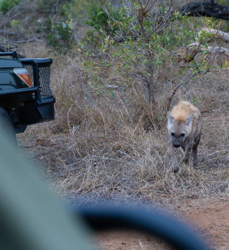 Sabi Sabi Earth Lodge 177 768x840 - REVIEW - Sabi Sabi Earth Lodge (South Africa)