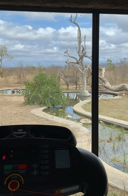 cardio kudu - REVIEW - Sabi Sabi Earth Lodge (South Africa)