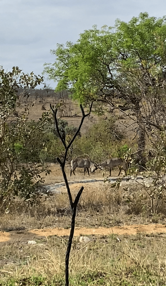 lodge buck fight - REVIEW - Sabi Sabi Earth Lodge (South Africa)