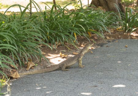 Lizard Island 33 450x313 - REVIEW - Lizard Island, Great Barrier Reef