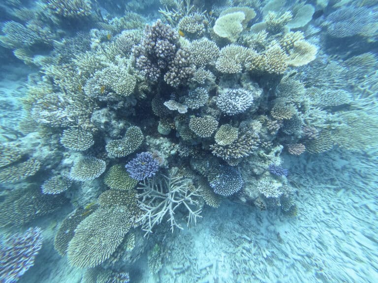 Lizard Island 97 768x576 - REVIEW - Lizard Island, Great Barrier Reef