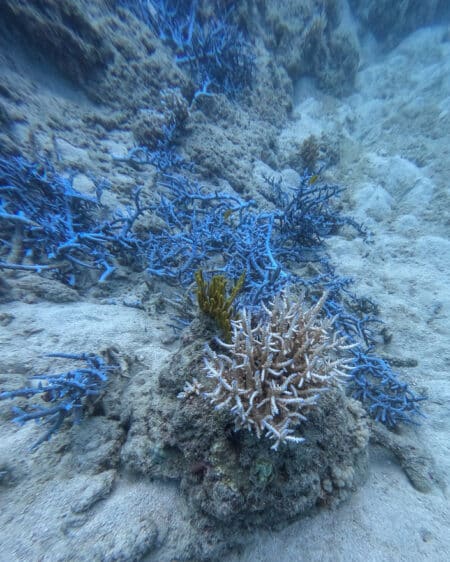 Lizard Island 98 450x562 - REVIEW - Lizard Island, Great Barrier Reef